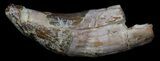 Archaeocete (Primitive Whale) Tooth - Basilosaur #36133-1